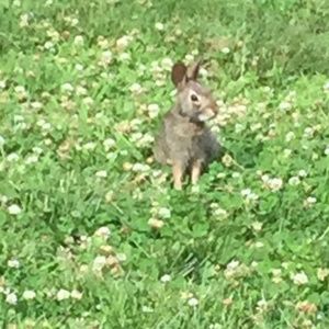 Meet your Posher, Viv